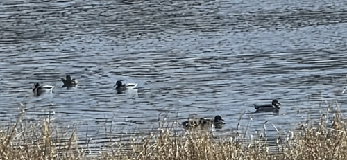 iNaturalist image