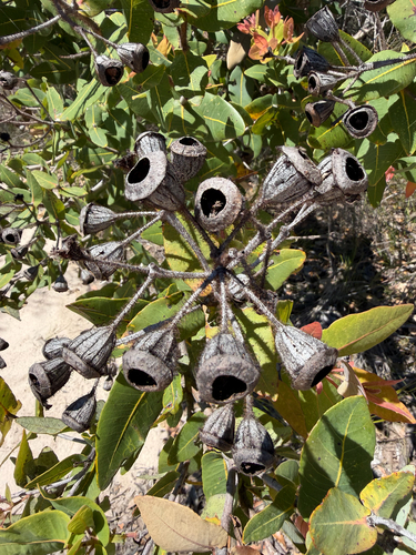 Angophora hispida, 2026-10-24