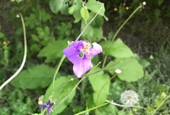 Orychophragmus violaceus