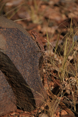 Ctenophorus caudicinctus