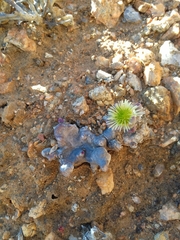 Mesembryanthemum sinuosum
