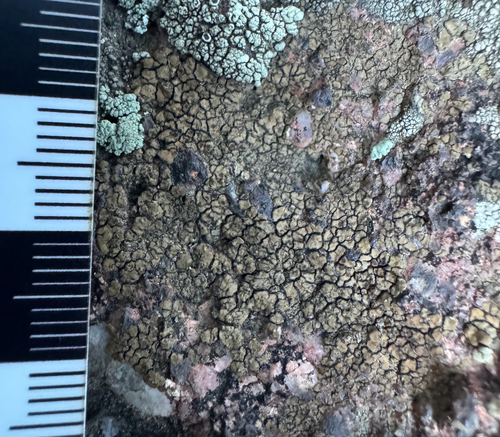 brown cobblestone lichen