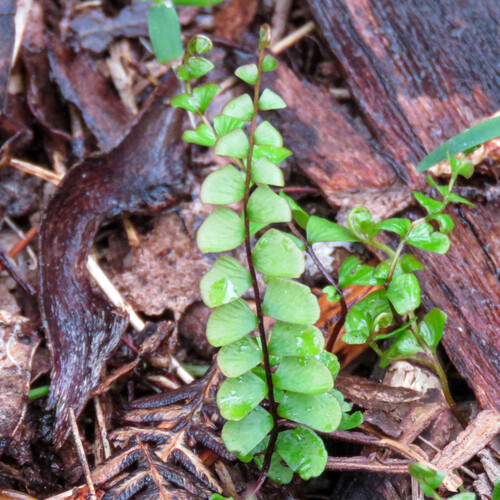 Lindsaea linearis observed 2026-10-24