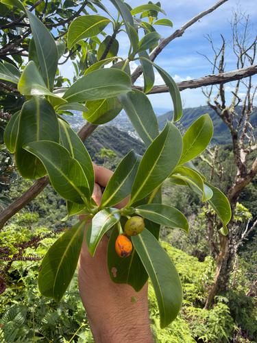 Psychotria mariniana observed 2026-10-24