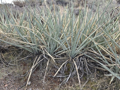 blue yucca