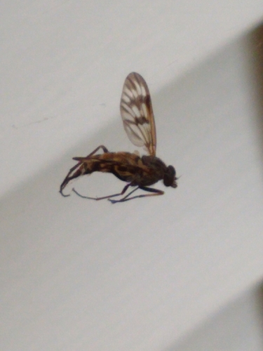 Common snipe fly