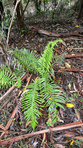Blechnum appendiculatum observed 2026-10-24