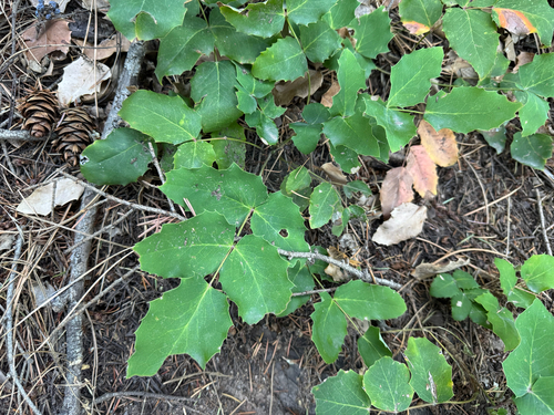Mahonia repens, 2026-10-23