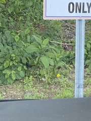 Phytolacca americana