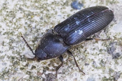 Melanotus punctolineatus