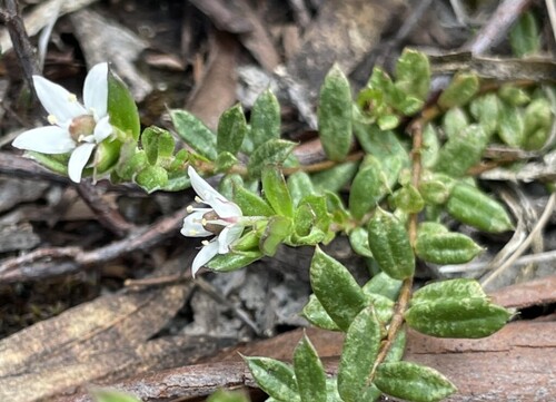 Rhytidosporum procumbens, 2026-10-18