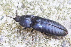 Melanotus punctolineatus