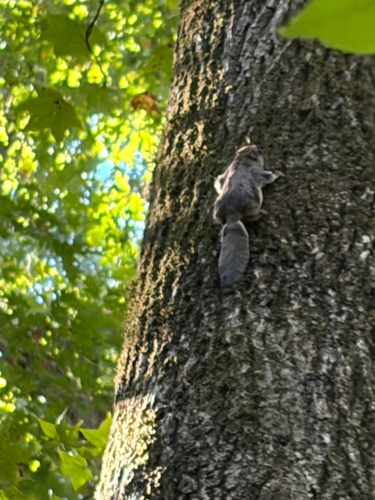 Glaucomys volans observed 2026-10-24