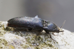 Melanotus punctolineatus