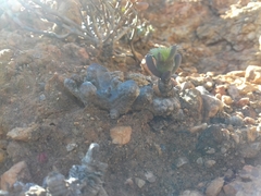 Mesembryanthemum sinuosum