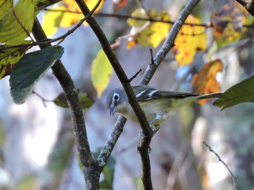 Blue-headed Vireo