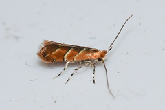 Cameraria aesculisella