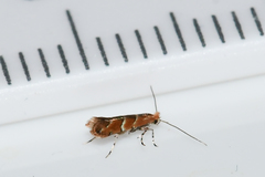 Cameraria aesculisella