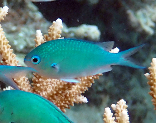 Chromis atripectoralis observed 2026-10-21