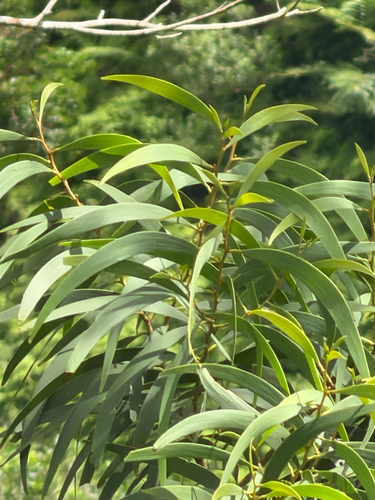 Acacia koa, 2026-10-24