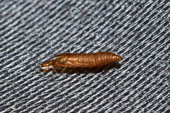Cameraria aesculisella