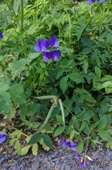 Lathyrus laxiflorus