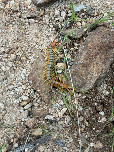 Common Desert Centipede
