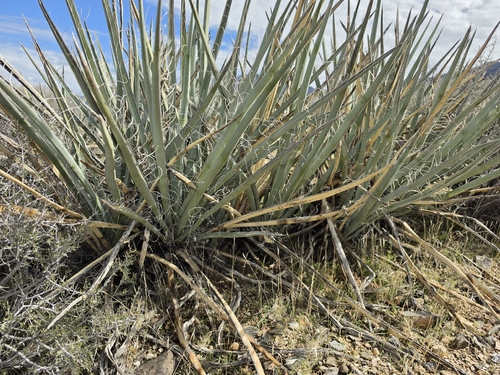 blue yucca