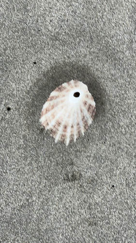 Diodora observed 2026-10-24