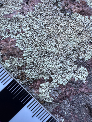 Dimelaena oreina observed 2026-10-23