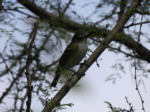Vireo anteojillo