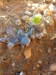 Mesembryanthemum sinuosum