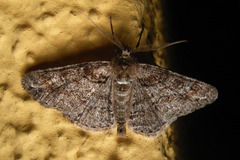Cleora cinctaria