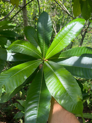 Alstonia observed 2026-10-24