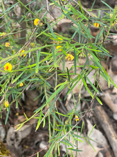 Bossiaea linophylla, 2026-10-18