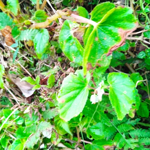 Begonia hirtella observed 2026-10-23