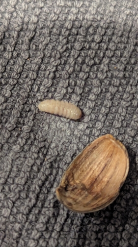 Bean Weevil