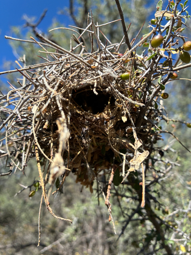 Verdin