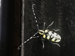 Anoplophora horsfieldii
