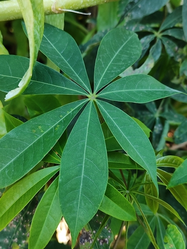 Ceiba pentandra observed 2026-10-24