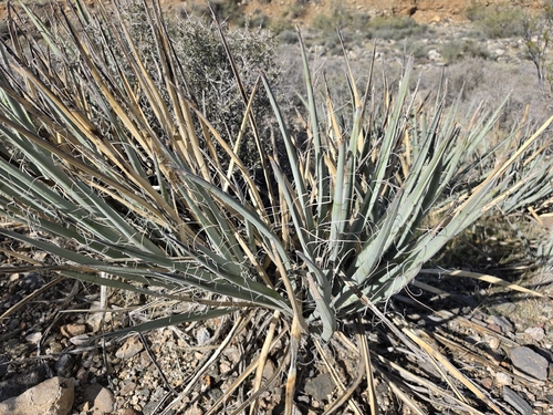 blue yucca