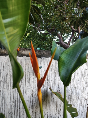 Heliconia psittacorum observed 2026-10-24