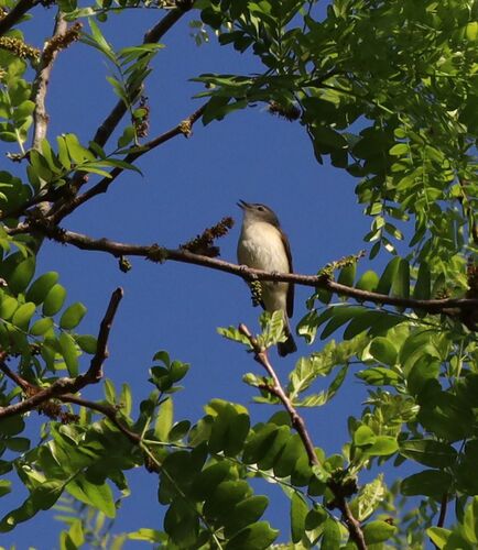 Eastern Warbling Vireo