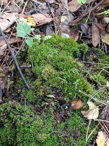 Tetraphis pellucida observed 2026-10-23