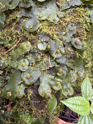 Dumortiera hirsuta observed 2026-10-24