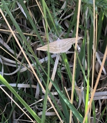 Perconia strigillaria