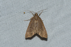 Cutina albopunctella