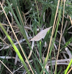 Perconia strigillaria