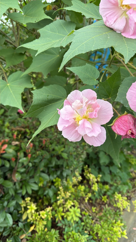 Hibiscus mutabilis observed 2026-10-25