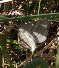 Perconia strigillaria